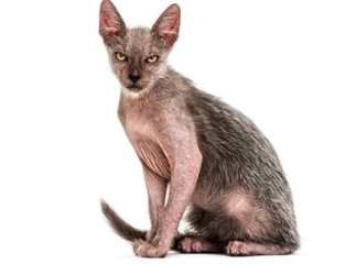 chat lykoi